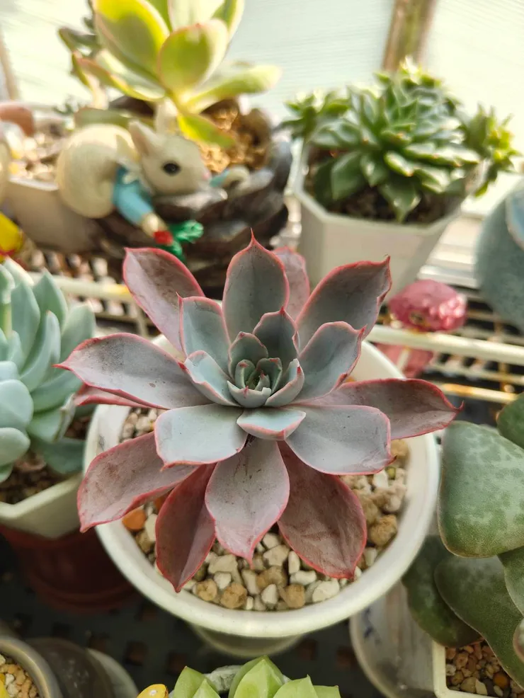 常見的赫拉也算好度夏，又是薄葉款 XD (後面松鼠盆是桃之嬌)