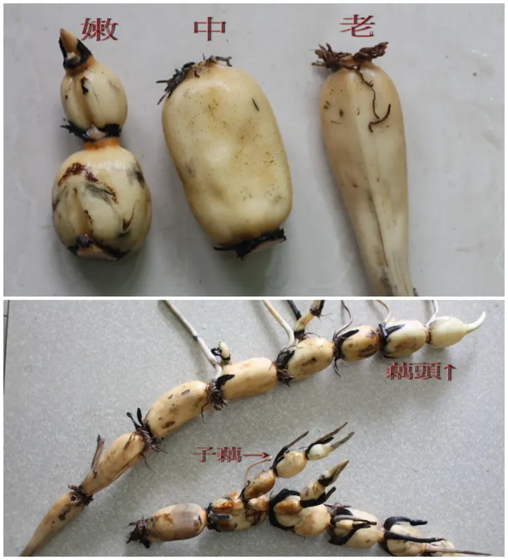 藕頭如拳頭狀最嫩，適合鮮食涼拌。蓮藕中段煮食後口感最佳；如雞腿狀最老，適合煮蓮藕茶。