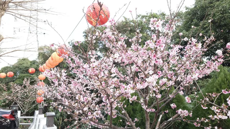 安國寺信徒師姐提供