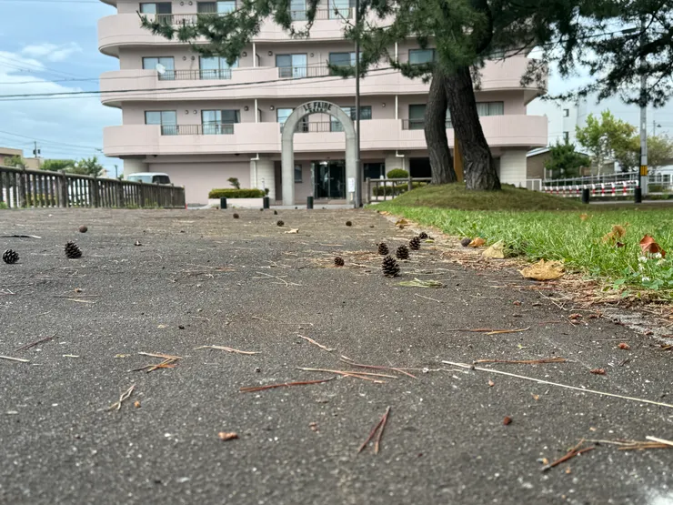 地上許多的松果