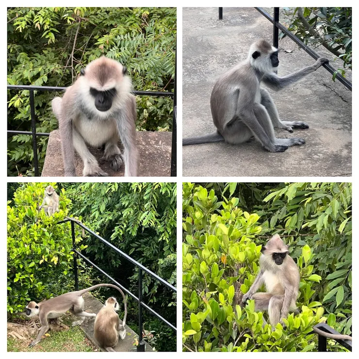 吃晚餐的長尾葉猴