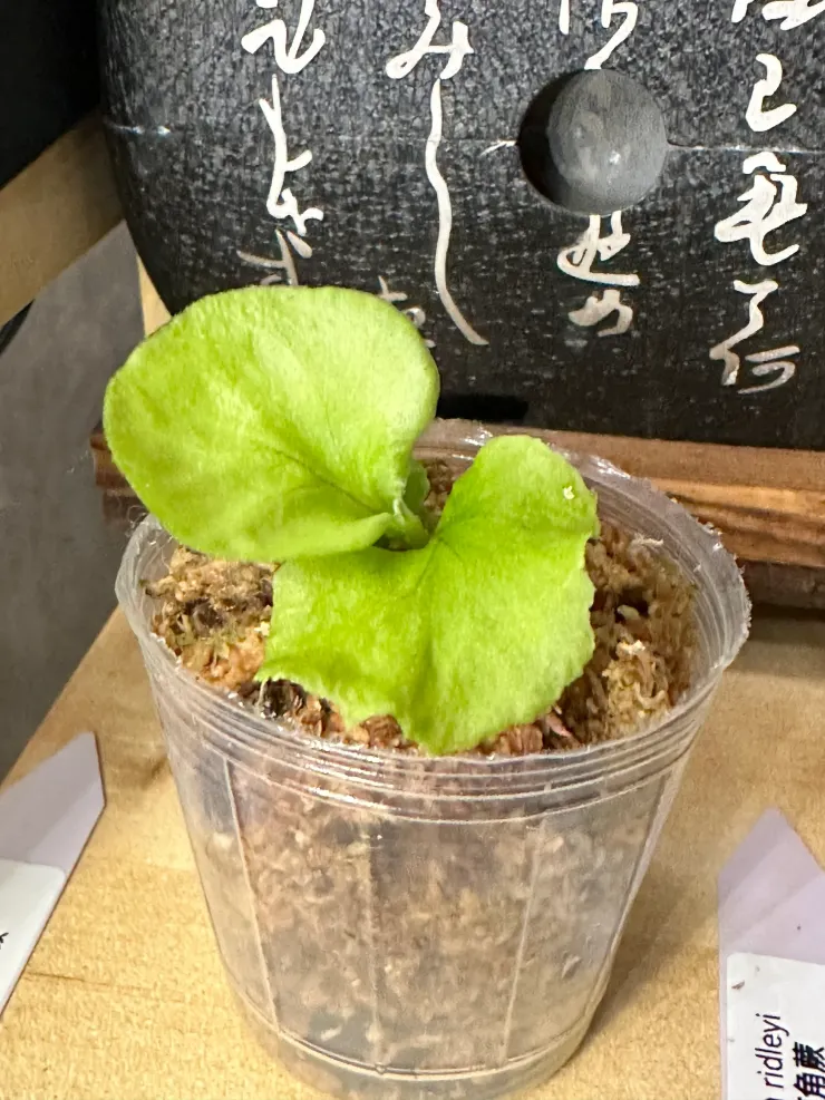 亞洲猴腦鹿角蕨孢子苗