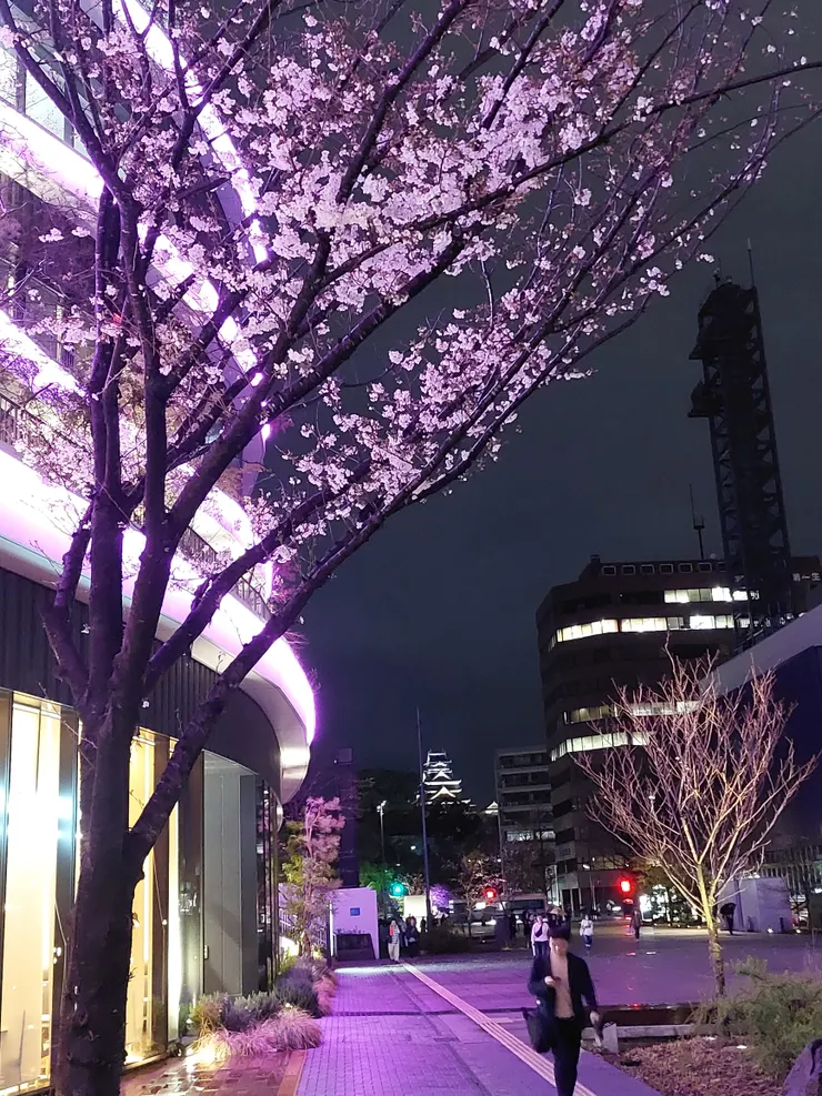 巴士總站夜櫻與熊本城