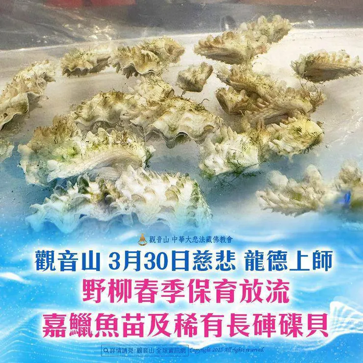 放流硨磲貝實況報導(二)台北野柳春季保育放流
