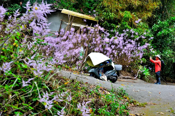 【哪裡來的麝香木搖曳著淡紫波浪─聖普宮登山口後數百公尺】
