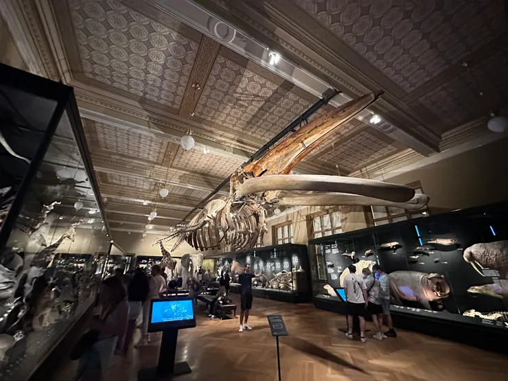 巨大的長鬚鯨化石