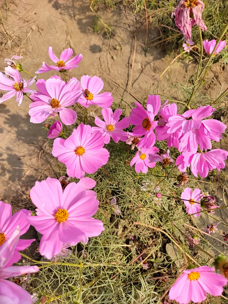 搖曳生姿的波斯菊