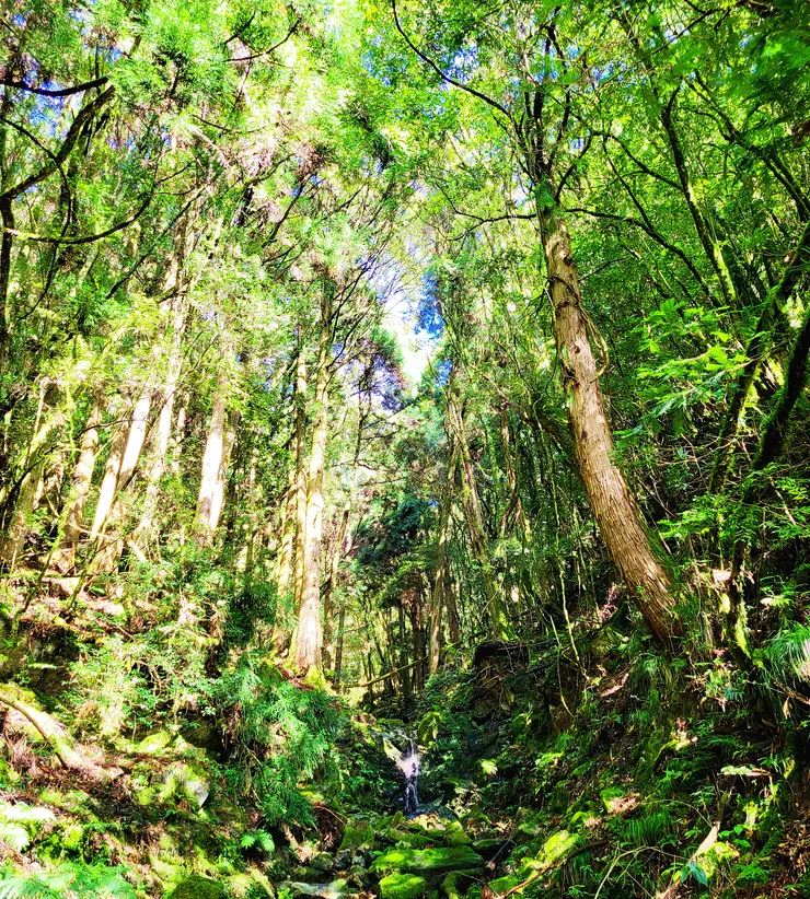 天氣晴朗，林相更優美