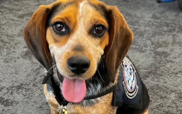 美國海關會派出米格魯緝毒犬來檢查入關的皮箱中是否有違禁品。