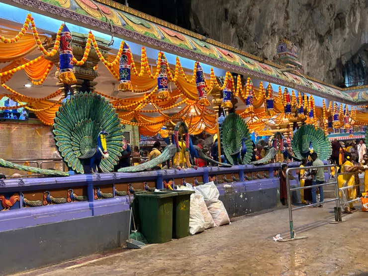 印度國鳥：孔雀🦚