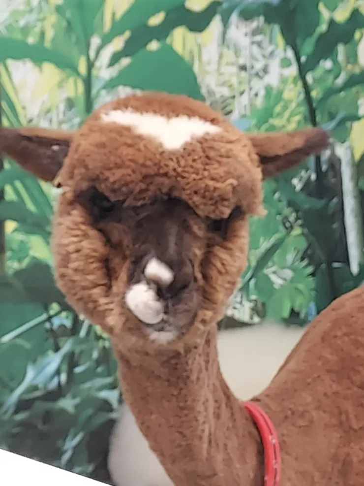 鏡頭拉太近了喇😤