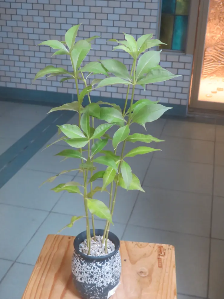 新店崇光社大112.09.20