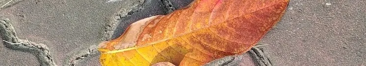 靜的星空的沙龍