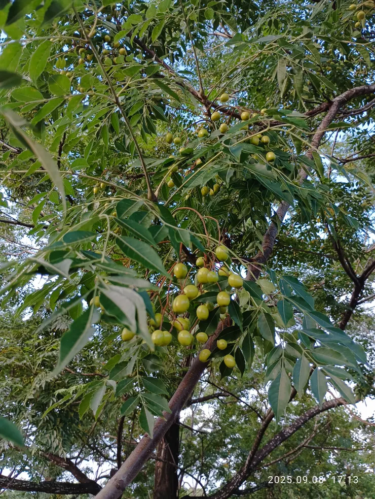 青青苦楝果初結，自拍攝