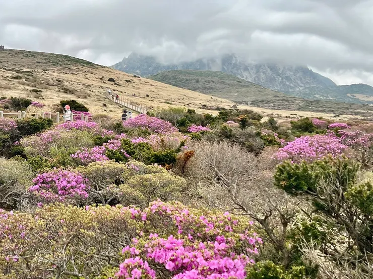 再過一兩個星期就會滿山桃紅