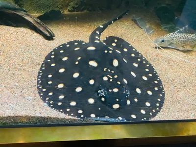 這就是國民黨要大家的 "安心" 躺平