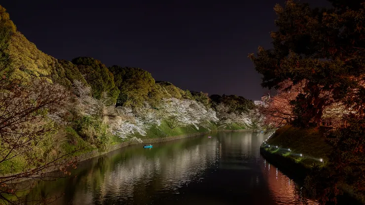 千鳥之淵夜櫻。(攝影/陳宜彣)