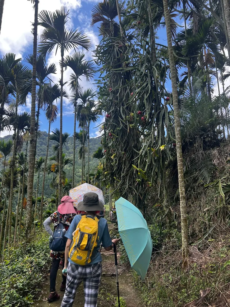 火龍果結在好高的地方