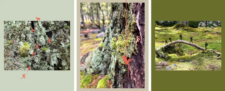 我泡進微觀的世界,想像著苔蘚上的各種冒險|2024.03.01拍攝、2024.11.12拼貼