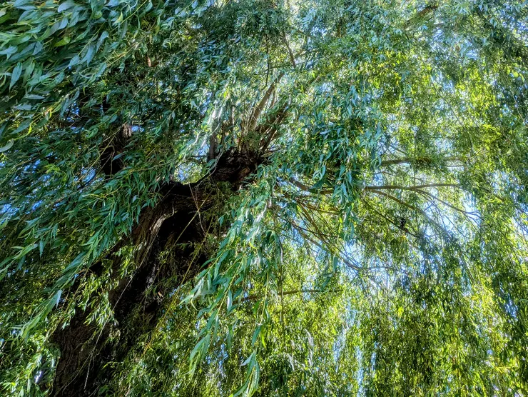 2025/07/06 小暑：住家巷口一戶人家後院，有參天柳樹一棵，每次外出散步必經過。節氣之始，以汝為證。  