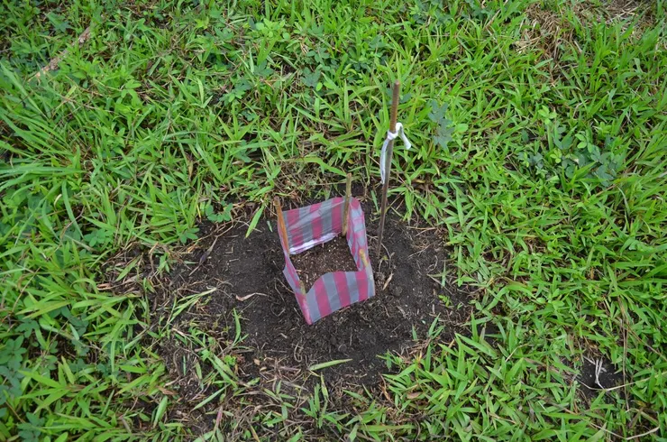 被雜草包圍的小苗