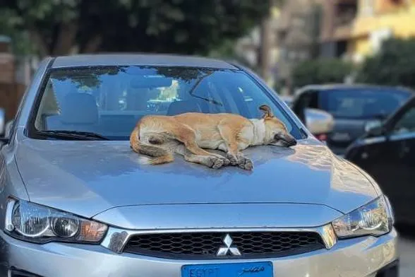 旁若無人車般，睡得好香甜(筆者攝影)