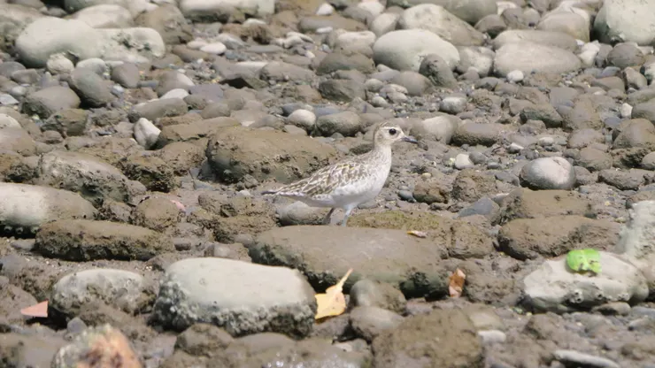 Pacific golden plover