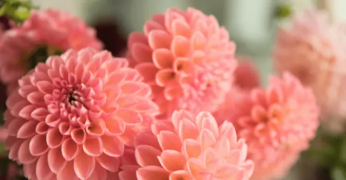 小丹尼10分鐘英文教室