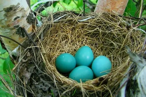 robin's eggs