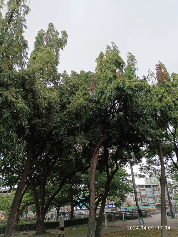 總圖旁景的印度塔樹