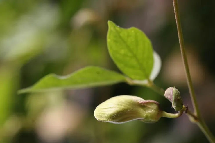 這是山珠豆-花苞 (取自網路圖片)