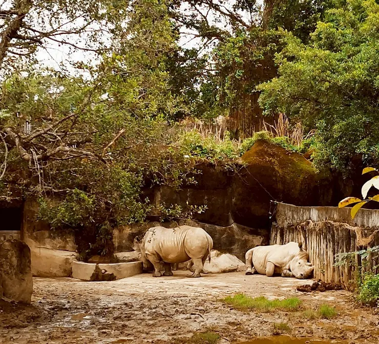 白犀牛 --- 真是壯碩的犀牛ㄚ!