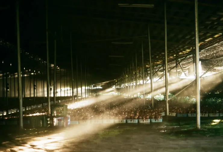 陰暗的香菇棚在陽光燦爛的午後|photo by Elaine Huang