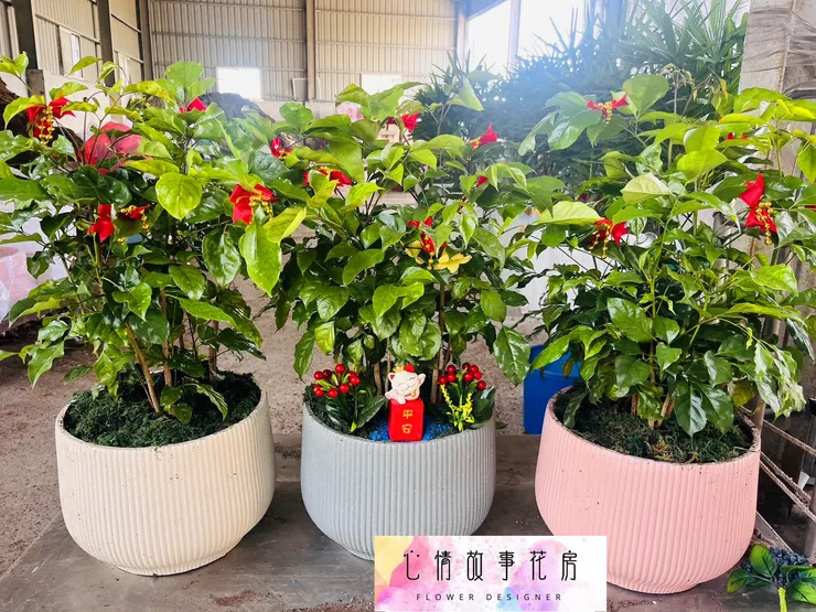 心情故事花房 | 精緻盆栽，優雅送禮新選擇  台南花店推薦  台南盆栽