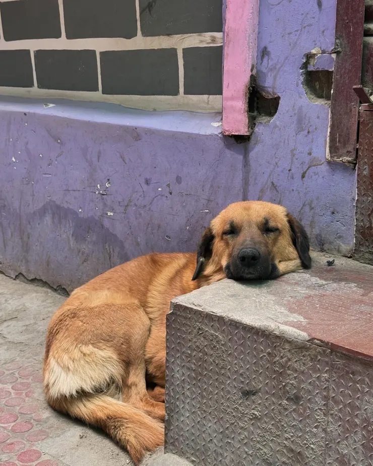 ㄎㄨㄟˋ頭的狗勾