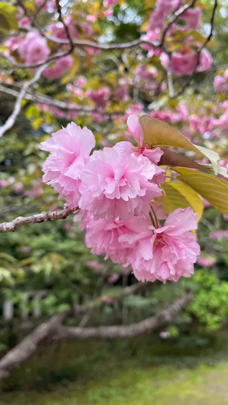 春季晚期的花，剛好被我們碰上。