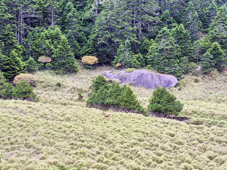 ▲下切大濁水南溪腰繞路時，巧遇水鹿家族，似乎被我們驚擾。