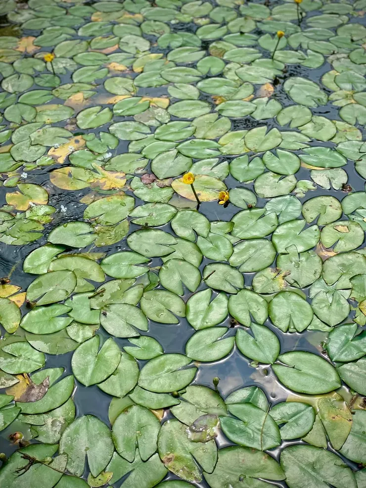 永春坡濕地公園的蓮花池