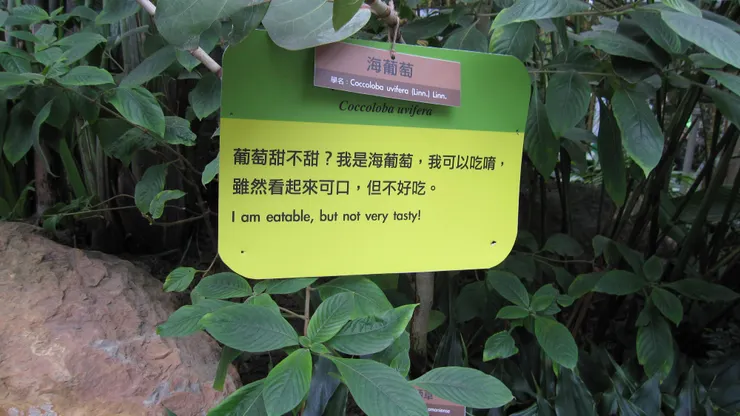 圖文不符來湊熱鬧的海葡萄。要嘗甜頭,即使是葡萄,也得吃對品種。海葡萄雖可以吃,但比起麝香葡萄,那可是天差地遠呢!吃錯葡萄,一點都不甜!