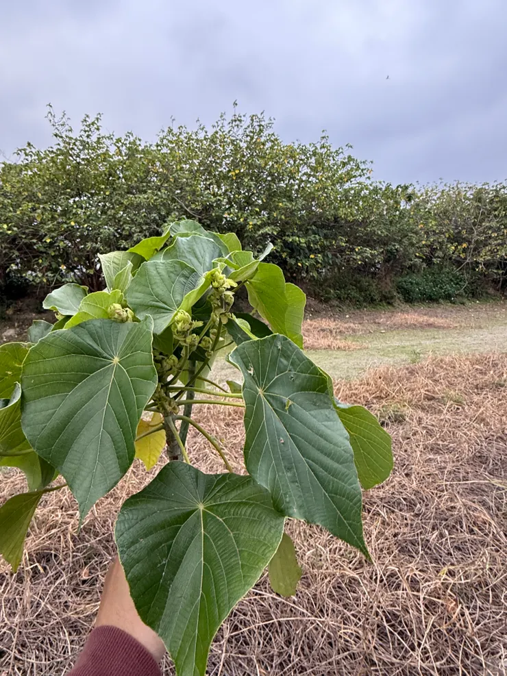 2026/02/16 阿公給的草