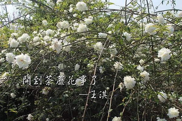 古人說：「開到荼蘼花事了」，但在台灣，荼蘼可是爭春得很！