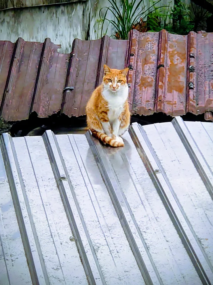 經過一陣玩泥巴後來到民宅接北部濱海公路，小橘啊，不好意思我沒有罐罐，畢竟我家沒有養貓