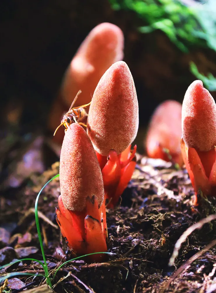 穗花蛇菰（神攝手映如拍到蜜蜂正在採蜜）
