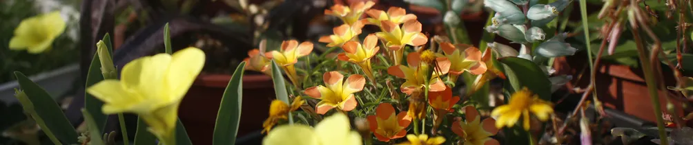 The Overgrown Garden