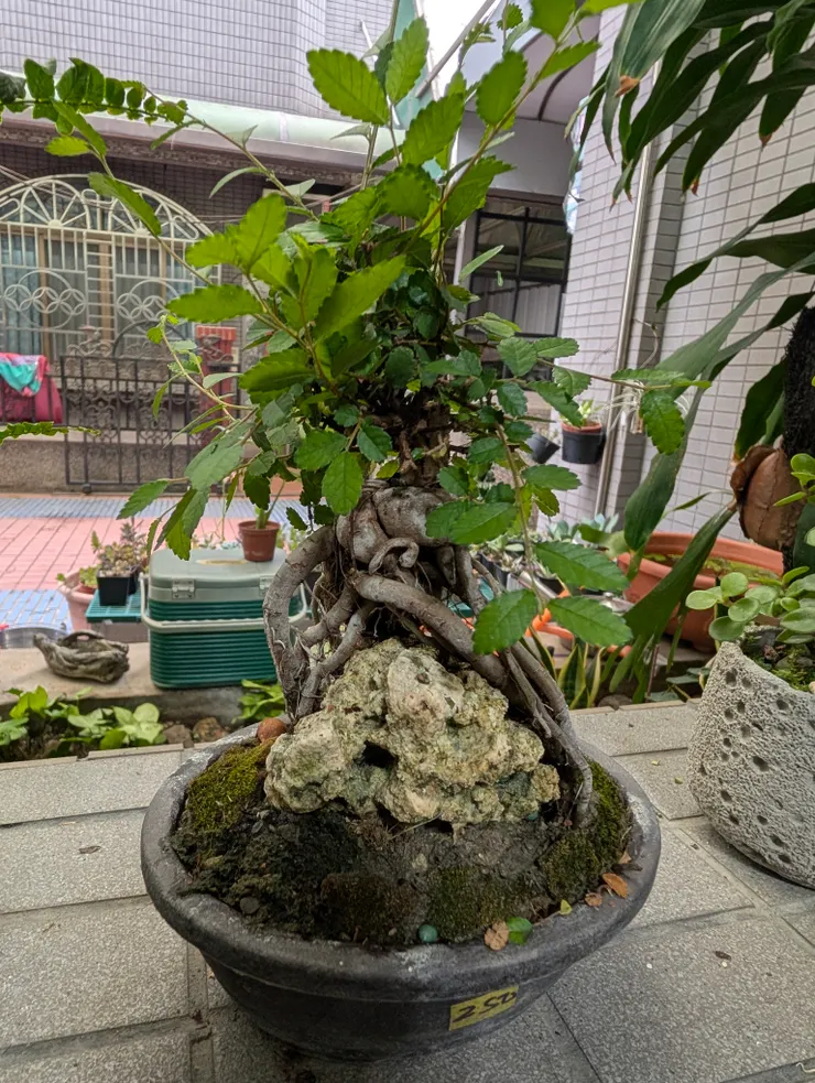 榆樹，已經造好景，只要修剪葉子就好