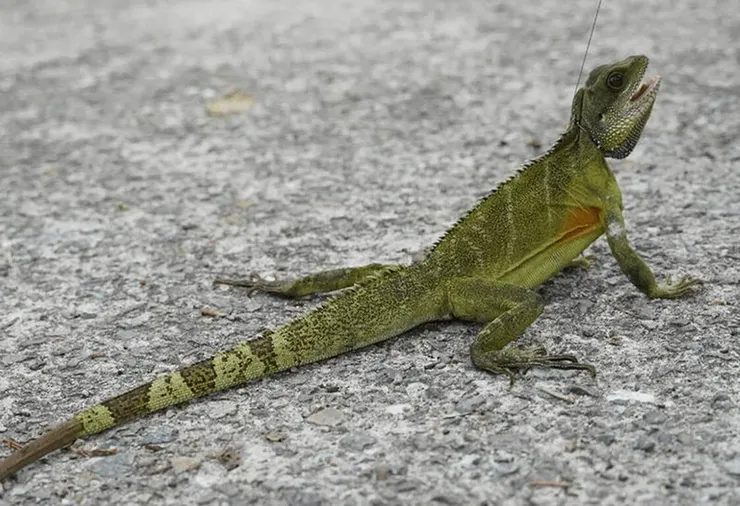 綠鬣蜥