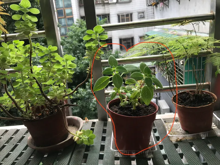 海豚花 插枝4吋盆（遠拍~中間圈起來的那一盆）