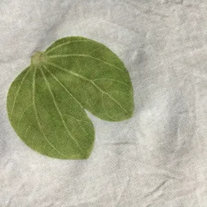 Chin Tao Chang的沙龍