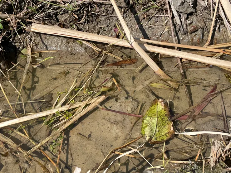 田裡的水溝有許多新生的小蝌蚪出沒