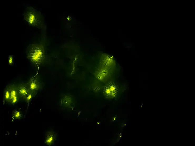 2026/04/25 暗房裡面看螢火蟲